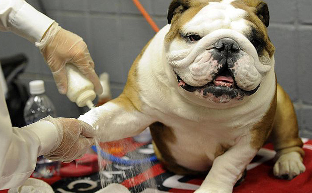 Westminster Kennel Club dog show