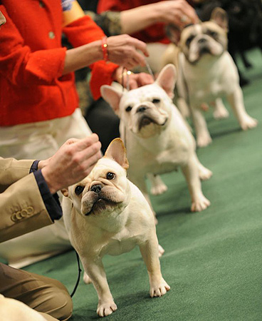 Westminster Kennel Club dog show 