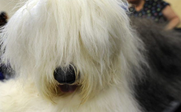 Westminster Kennel Club dog show. 