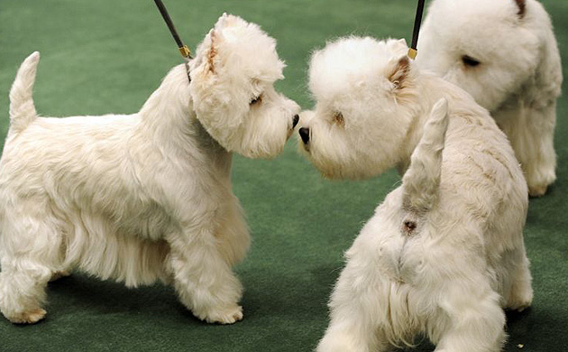 Westminster Kennel Club dog show 