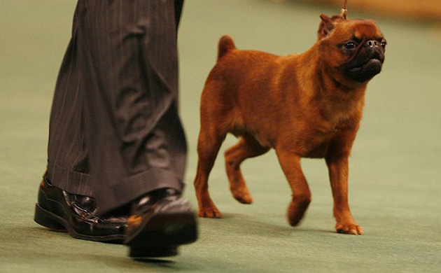 Westminster Kennel Club dog show
