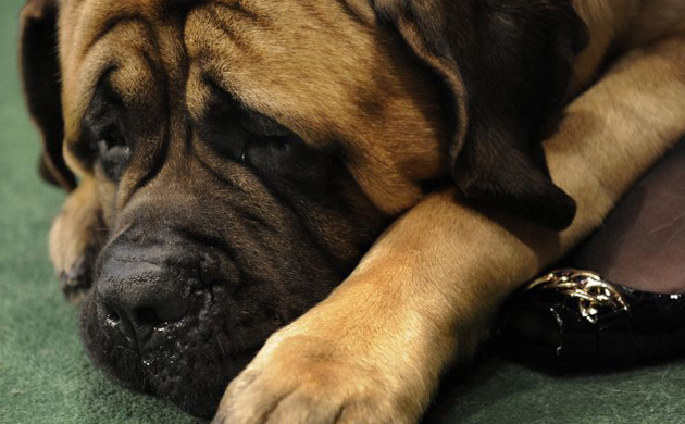 Westminster Kennel Club dog show