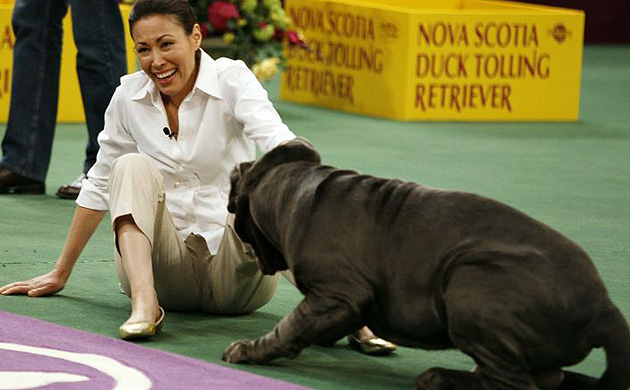 Westminster Kennel Club dog show