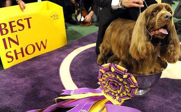 Stump, Westminster Kennel Club show 