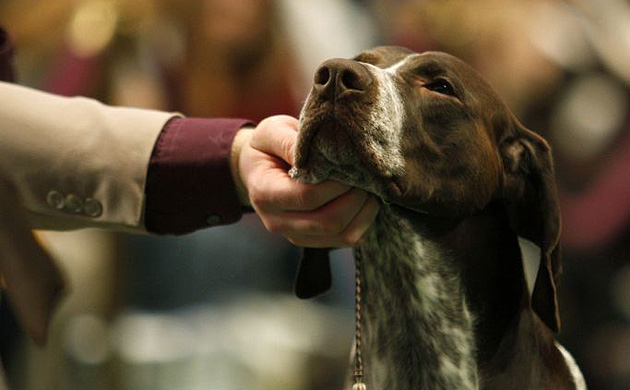 Westminster Kennel Club dog show