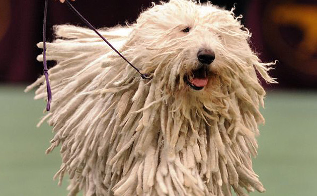 Westminster Kennel Club dog show