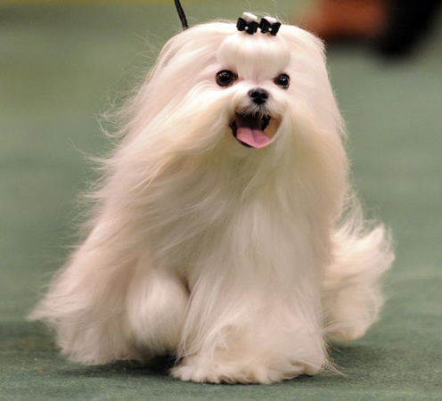 Westminster Kennel Club dog show