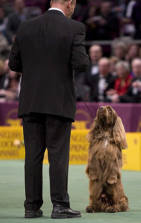 Stump, Westminster Kennel Club show 