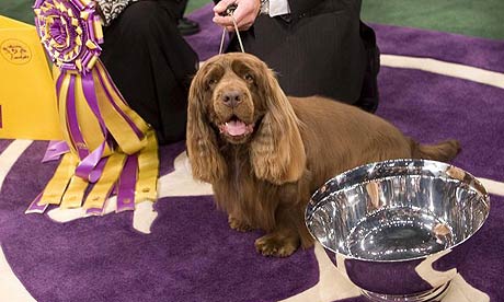 WESTMINSTER DOG SHOW 2012—as it happened | Life and style | guardian.