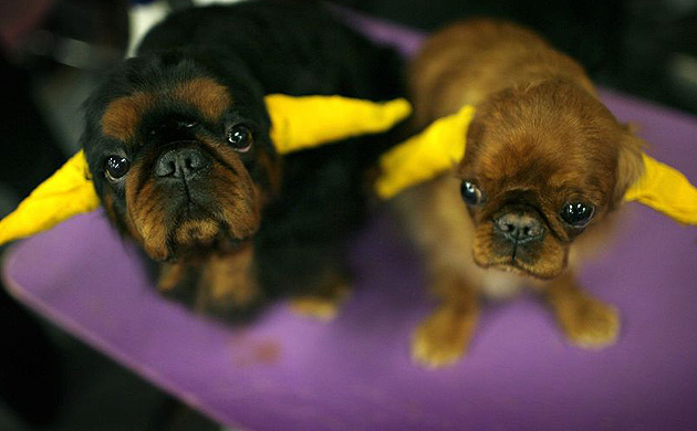 Westminster Kennel Club dog show