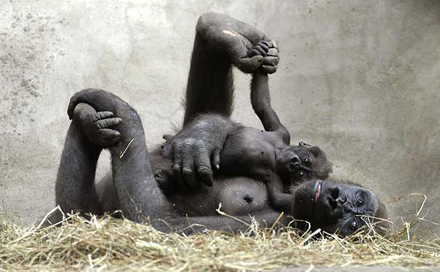 A baby male gorilla plays with his mother at the Bronx zoo