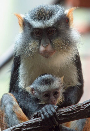 A wolf's mona monkey comforts her infant at the Bronx zoo in 2005