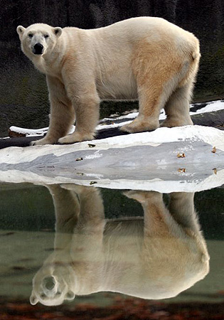 A polar bear stands at the edge of a pool at the Bronx zoo in 2005