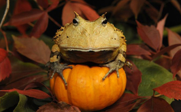 A Surinam horned frog sits on top of a pumpkin during a Halloween event at the Bronx zoo in October   
