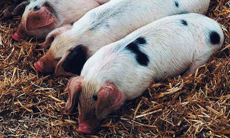Gloucester old spot piglets