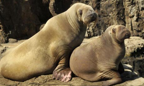 endangered walrus
