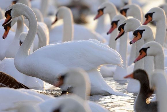 Gallery 11 January 2009: Munich, Germany: Swans gather on the Isar river