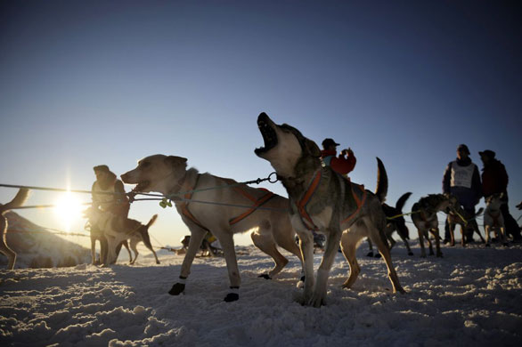 Gallery 12 January 2009: Dogs prior the start of 'La Grande Odyssee 2009'