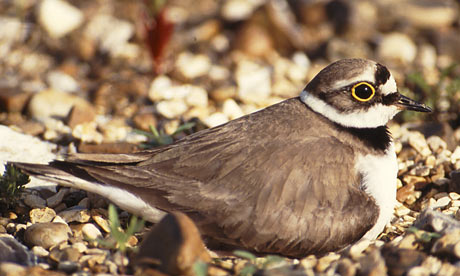 Little ringed plover