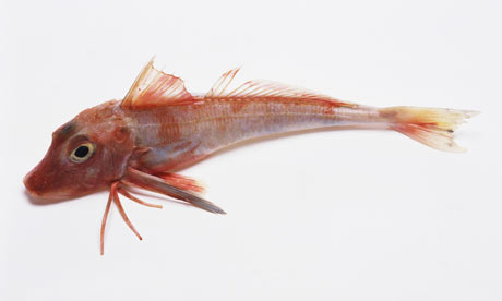 Gurnard