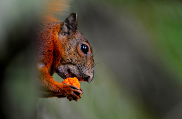 Gallery 14 January 2009: Medellin, Colombia: An squirrel at the Santa Fe zoo