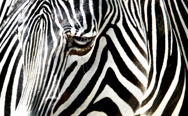 black and white photos of animals. Gallery Black and white animals: A zebra at the Frankfurt zoo