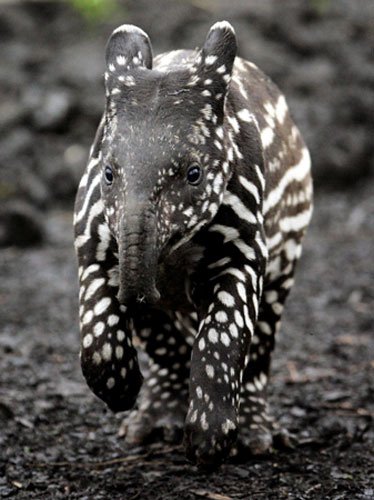 Gallery Black and white animals: Vasan, a baby Tapir exploring its enclosure