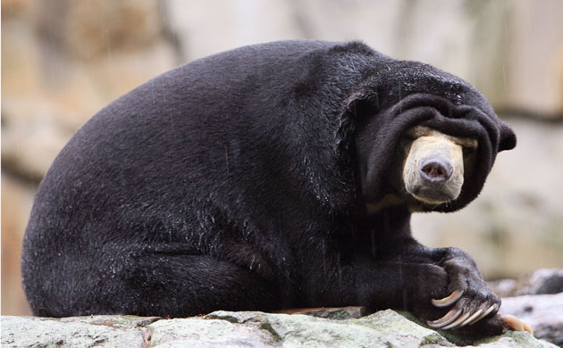 Gallery Black and white animals: A sun bear sits in the pouring rain 