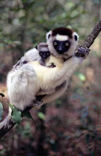 Gallery Black and white animals: A baby Verreaux's Sifaka