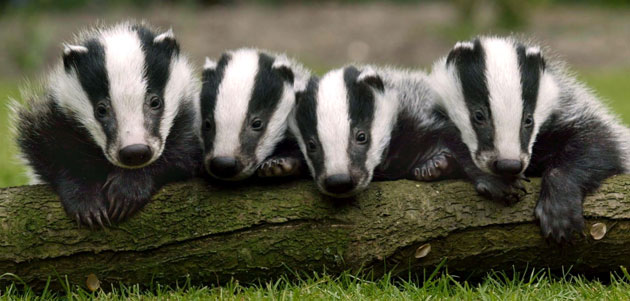 Gallery Black and white animals: VARIOUS ANIMALS IN THE WESTCOUNTRY, BRITAIN - 2003