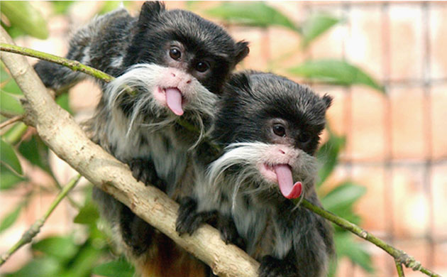 Gallery Black and white animals: Young emperor tamarins