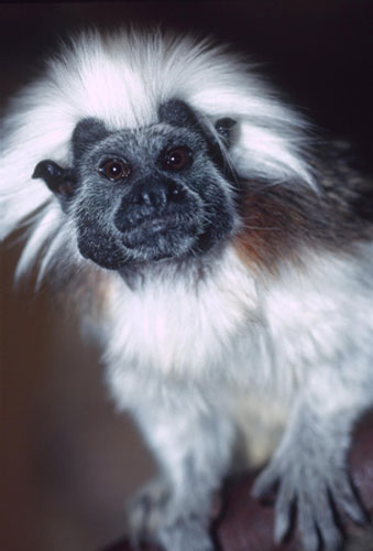 Gallery Black and white animals: Cotton Headed Tamarin