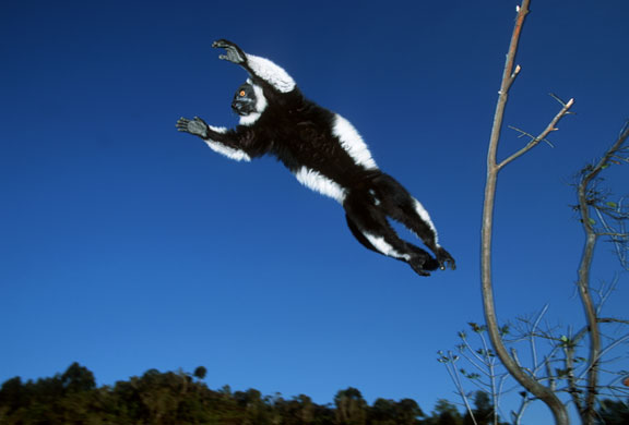 Gallery Black and white animals: Black and White Lemur Leaping Through Air
