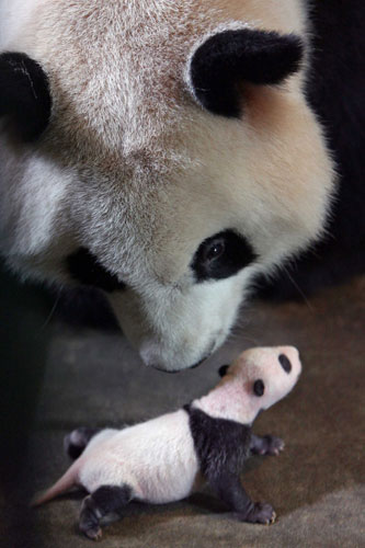 Gallery Black and white animals: A panda approaches her four week-old cub