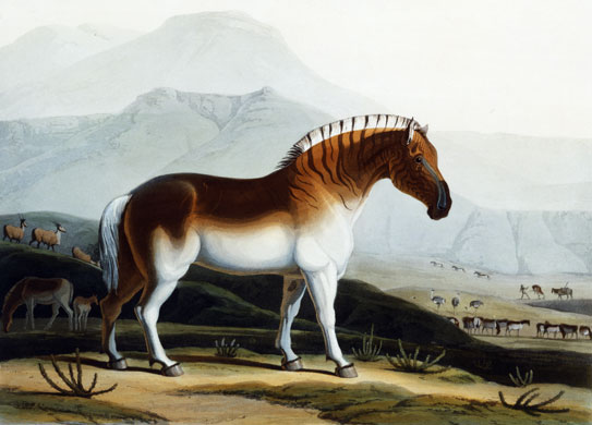 Gallery Black and white animals: The Quahkah by Samuel Daniell