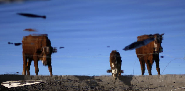 Gallery 24 hours in pictures : Cows are reflected in a pond on a drought-affected ranch near Tostado