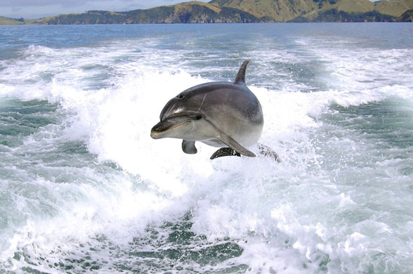 Gallery 24 hours in pictures : A dolphin is airborne as he follows in the wake of a fishing boat