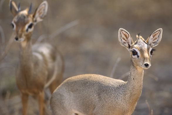 Gallery Black and white animals: Pair of kirk's dik-diks