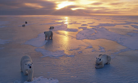 Polar Bears on Ice Pack at Sunset