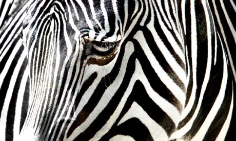 A zebra at the Frankfurt zoo, Germany. Photograph: Frank Rumpenhorst/AP