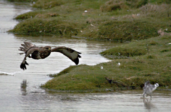 Gallery Bird taken by buzzrad: Grey Phalarope bird taken by buzzard