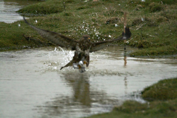Gallery Bird taken by buzzrad: A buzzard swoops down and flies off with the Grey Phalarope bird 