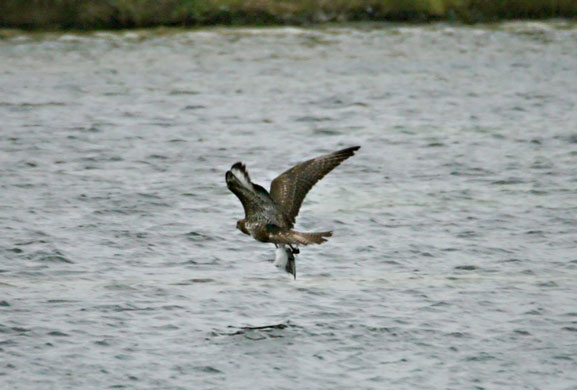 Gallery Bird taken by buzzrad: The buzzard flies off with the Grey Phalarope in its claws