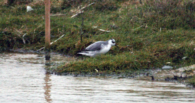 Gallery Bird taken by buzzrad: The Grey Phalarope bird