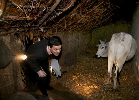 Gallery Miliband in India: David Miliband enters a cowshed in India