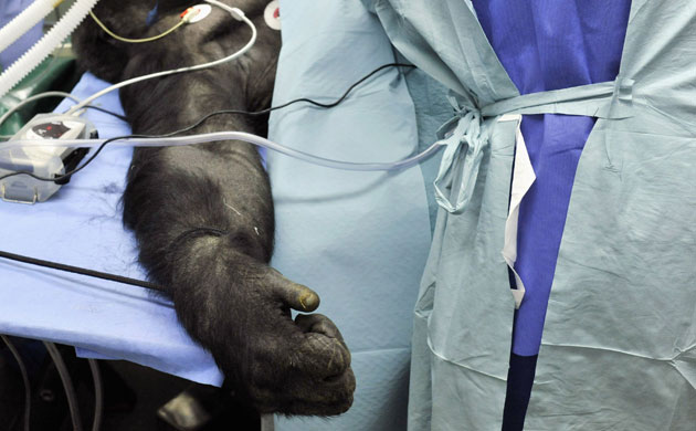 Gallery 24 hours in pictures: Budapest Zoo's oldest gorilla Liesel during an operation