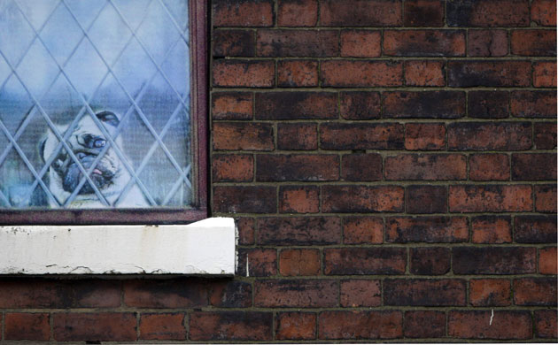 Gallery 24 hours in pictures: A painting of a dog is seen on a boarded up window in Hanley