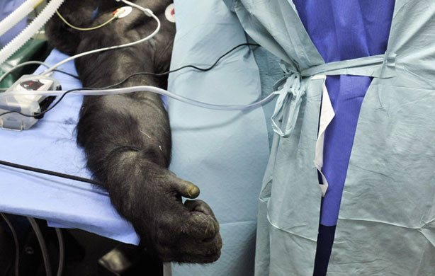 Gallery The week in wildlife: Budapest Zoo's oldest gorilla during an operation in Budapest