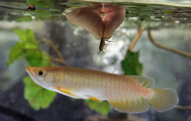 Gallery The week in wildlife: Bristol Zoo Becomes The First In Europe To Breed Endangered Fish