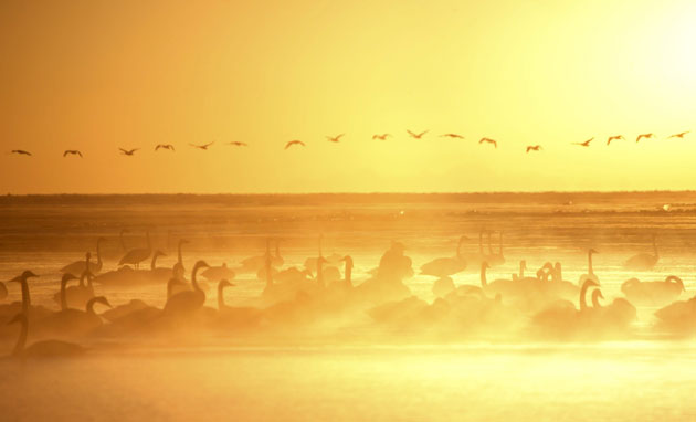 Gallery The week in wildlife: China Steps Up Bird Flu Testing